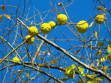 10 HEDGE APPLE Osage Orange Horse Apple Monkey Ball Maclura Pomifera Tree Seeds